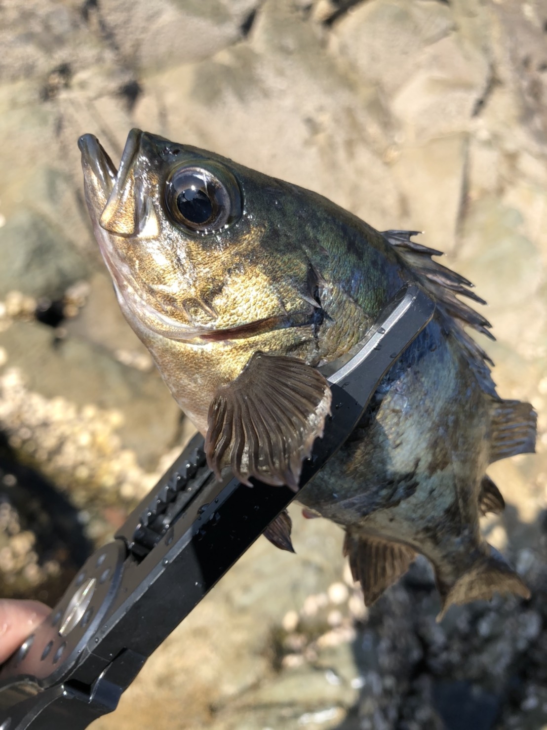 メバル アジ 周防大島ジグタン釣行 かめや釣具