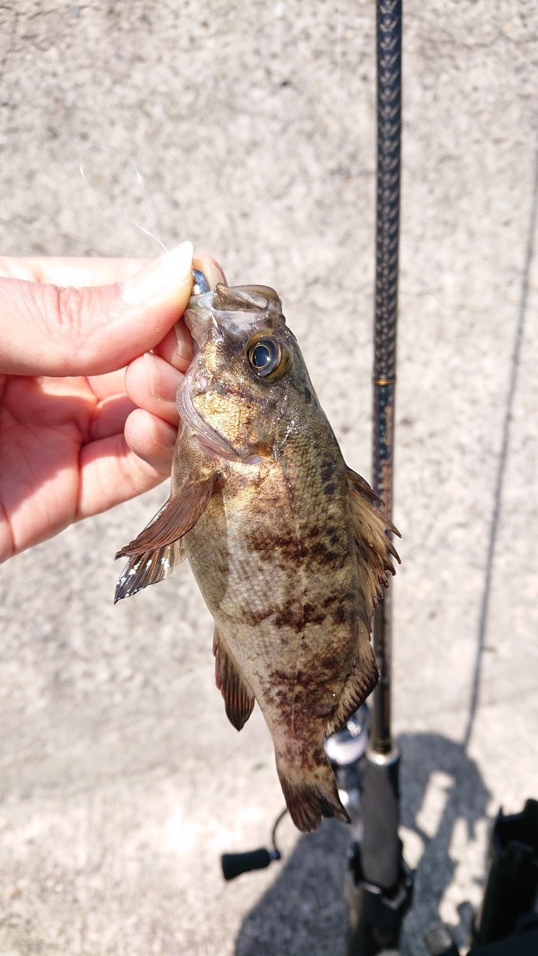 瀬戸内エギング調査 オリカラ炸裂 かめや三次店 かめや釣具