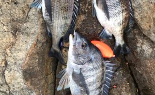 フカセ釣りの釣果です