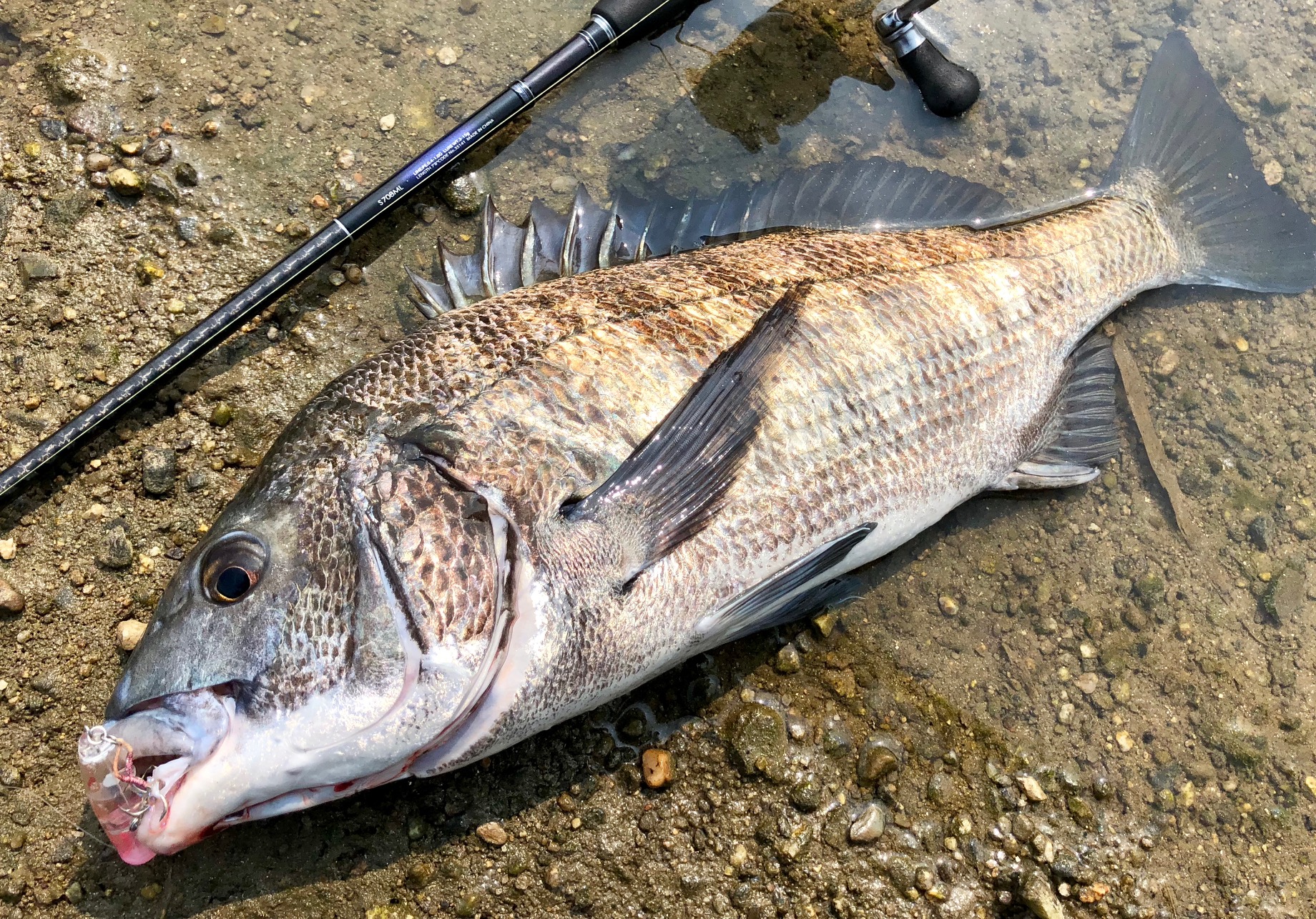 チヌトップ開幕 かめや釣具 チヌトップ開幕 かめや釣具