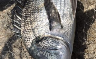 チヌの釣果です