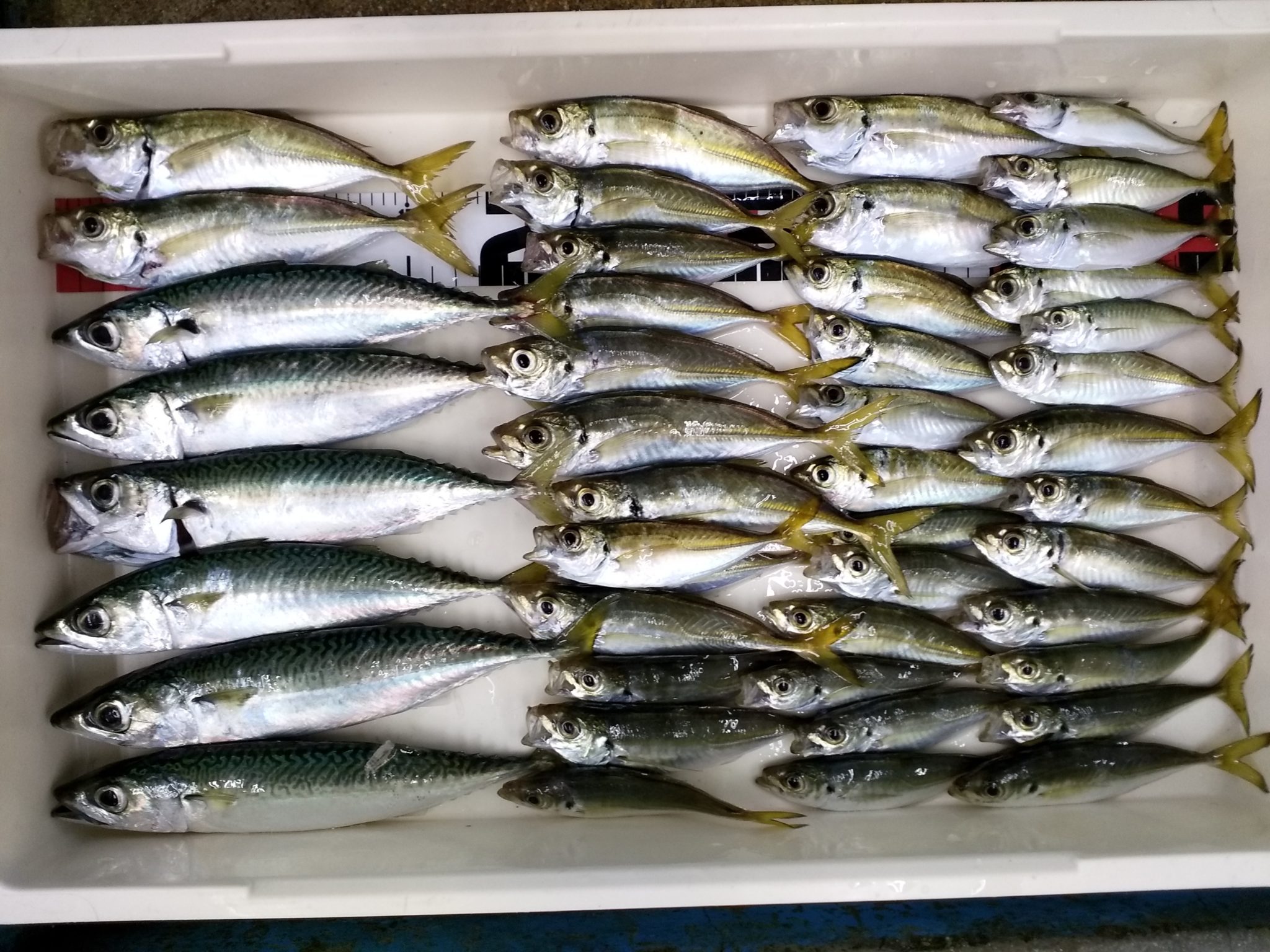 第二埠頭 釣果です かめや釣具