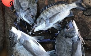 フカセ釣りの釣果です
