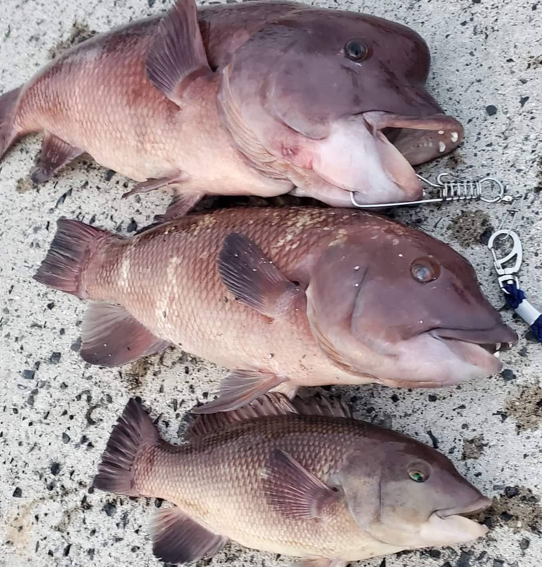 コブダイ釣れてます かめや釣具