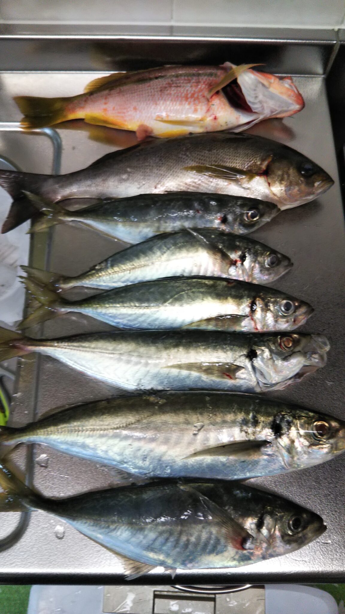 夜炊きでの瀬付きアジ釣れてます かめや釣具