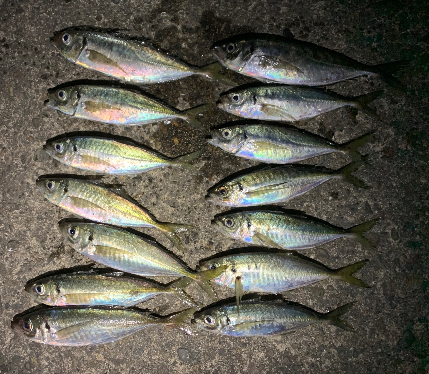 アジングの釣果です かめや釣具