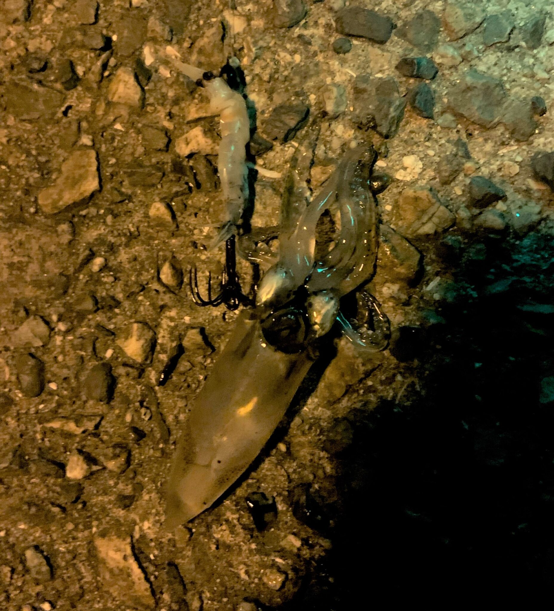 調査してみました かめや釣具