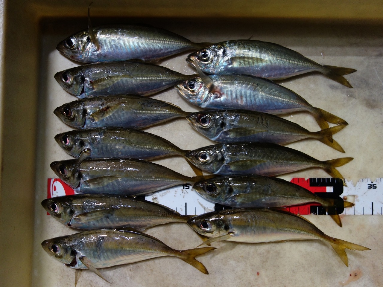 アジングでアジ かめや釣具 アジングでアジ かめや釣具