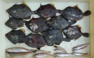 カワハギにキス！まだまだ釣れています！