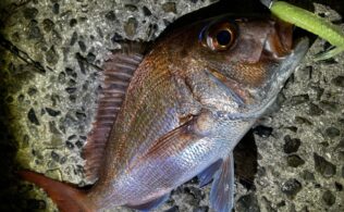 しまなみ方面にてマダイの釣果！！