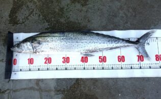 毎日サワラにハマチ釣れています！
