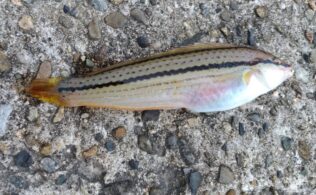 投げ釣りはいかがでしょうか
