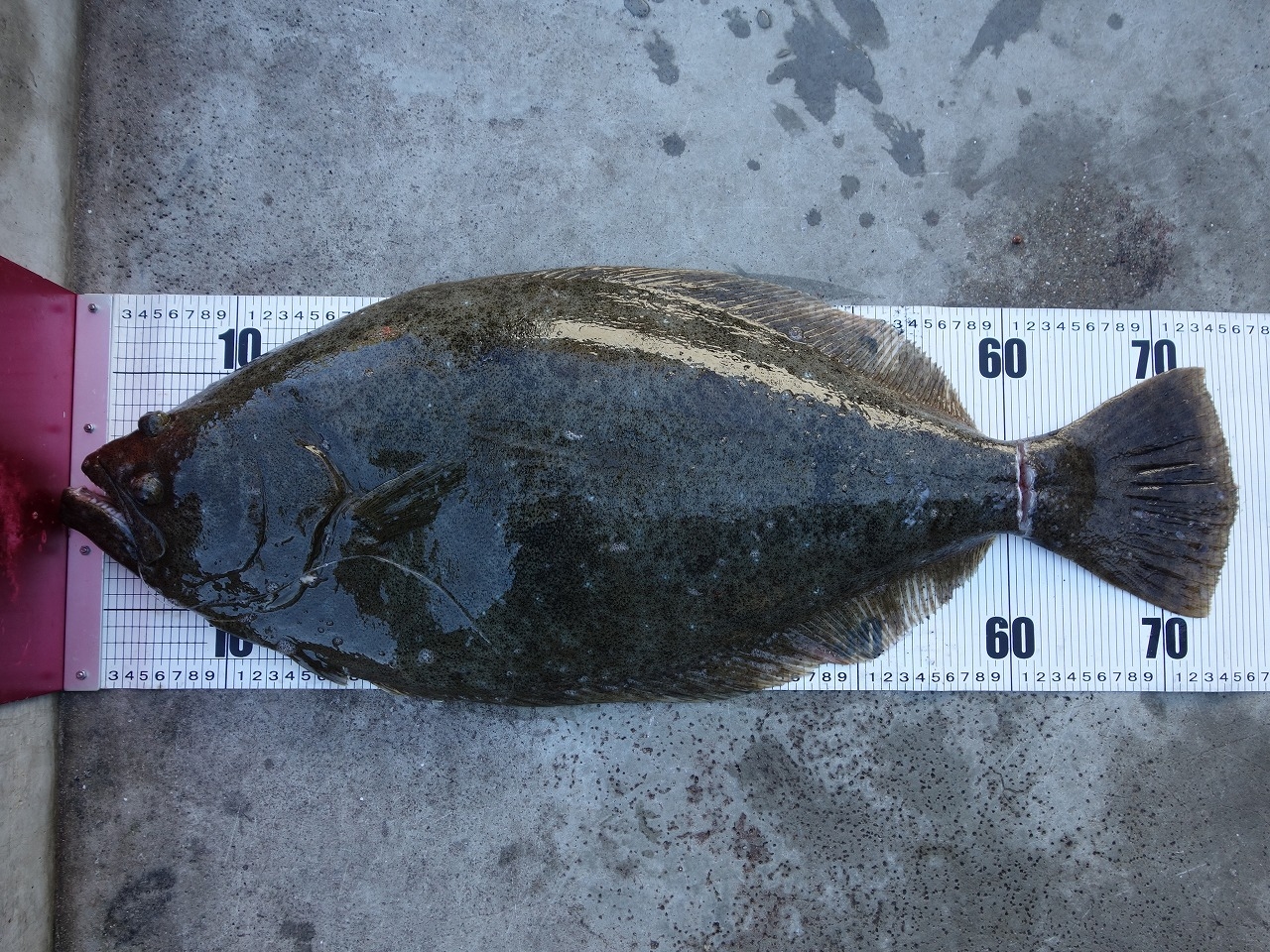 ヒラメのお持ち込みを頂きました! かめや釣具