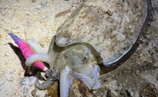 コウイカの釣果です