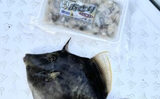 カワハギ釣果です