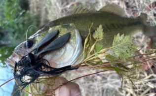 バスの釣果