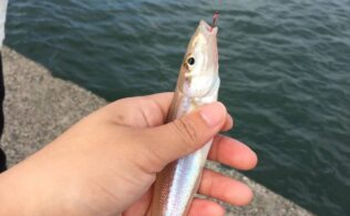 キス釣りがお勧めですよー