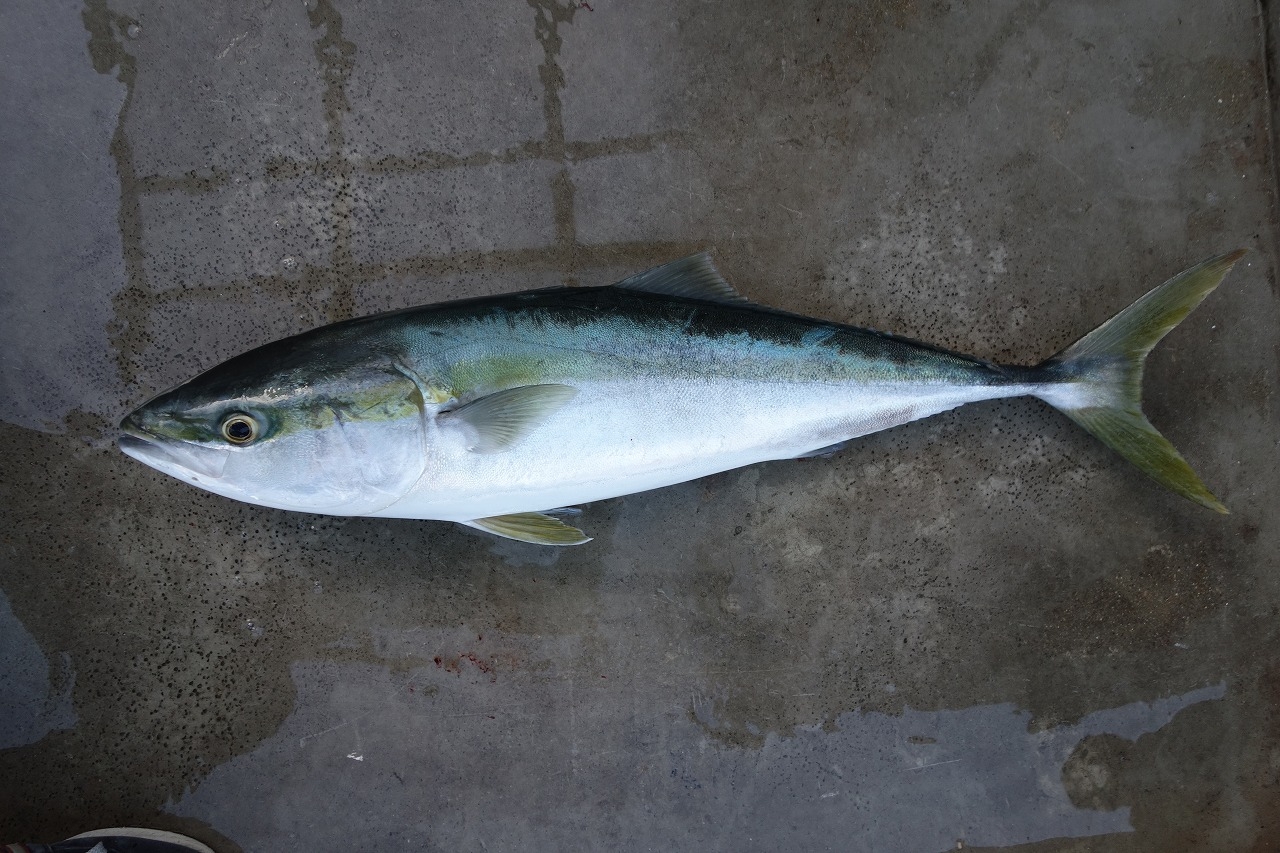 鰺の泳がせ釣りでハマチ | かめや釣具