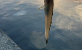 ハゼの釣果です