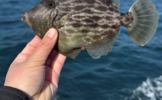 カワハギの釣果です