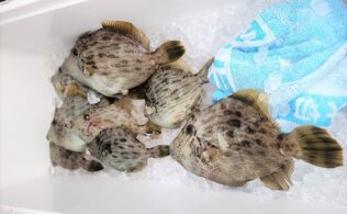 【上手な人で】カワハギまだ釣れてますよ【20匹】