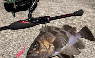 メバルの釣果を頂きました！