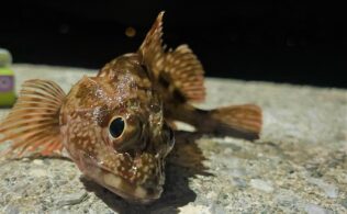カサゴの釣果です