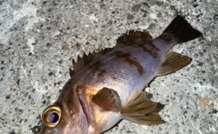 メバルの釣果です