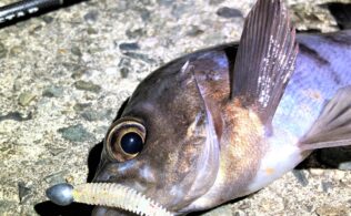 メバルの釣果です。