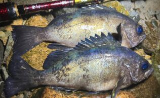 メバル釣果情報