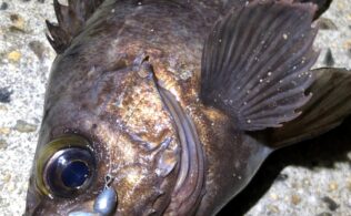 メバルの釣果です。