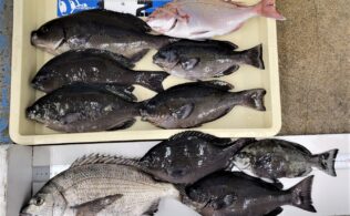 チヌ!グレ！マダイ！釣果頂きました！！