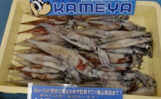 [2025/3/25]浜田港　ヤリイカ