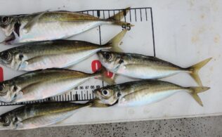 サビキ釣りで良型アジ釣れています！