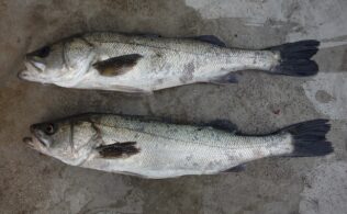 シーバス釣れています！
