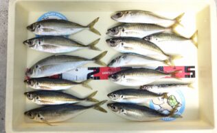 サビキ釣りで良型アジ！
