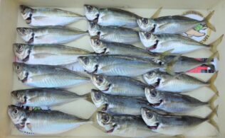 アジ釣れています！