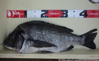 良型チヌ釣れています！