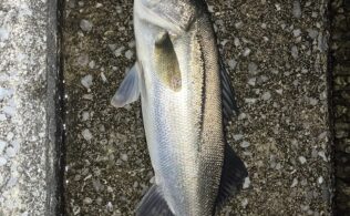 吉井川　スズキ釣れてます！