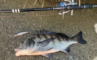 チニング　釣れ始めてます！