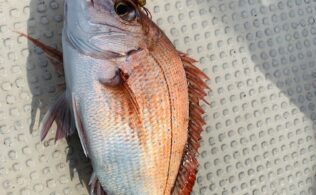 タイラバ釣果