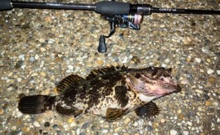 タケノコメバル　釣れました