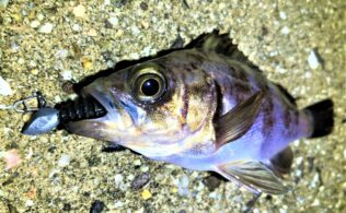 メバルの釣果です。