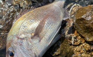 フカセ釣りの釣果です