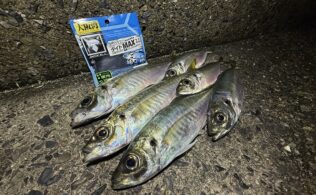 2025/4/14　周防大島　アジ