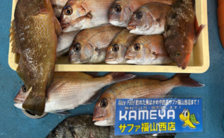 [2025/4/18]鯛ラバ　しまなみ海道エリア