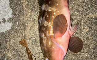 アコウの釣果です