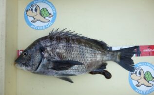 フカセ釣りでチヌ