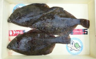 カレイにアイナメ釣れています！