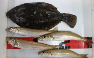 キスにカレイ釣れています。